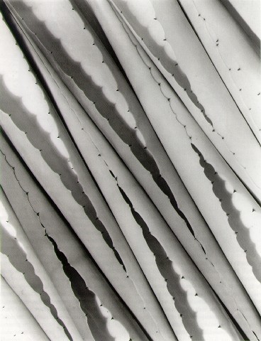 Agave Design 2