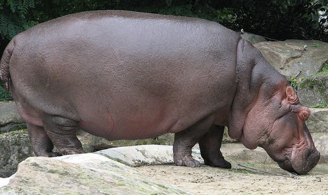 The Hippo - an Amazing Animal to see!