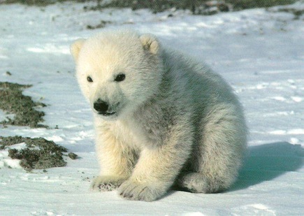 Cute - but a) endangered and b) a bit vicious