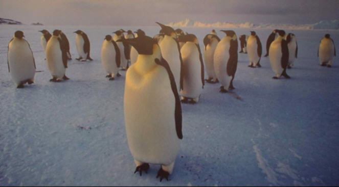 Penguins in Antarctica