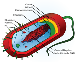 An Average Prokaryote Cell