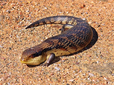 A Skink - I'd never heard of it either